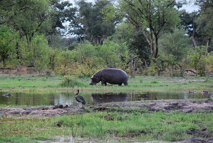 Flusspferd und Spur-winged Goose (Sporngans) am Khwai Fluss bei Mababe