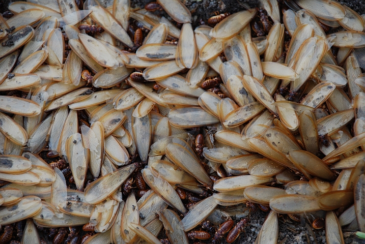 Nach einem Termiten-Flugabend ist der Boden mit Flügeln und Leibern übersät