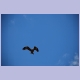 Black Kite (Schwarzmilan)