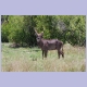 Waterbuck
