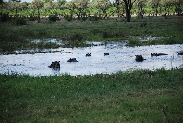 Sieben Hippos zwar im Wasser aber ziemlich nah