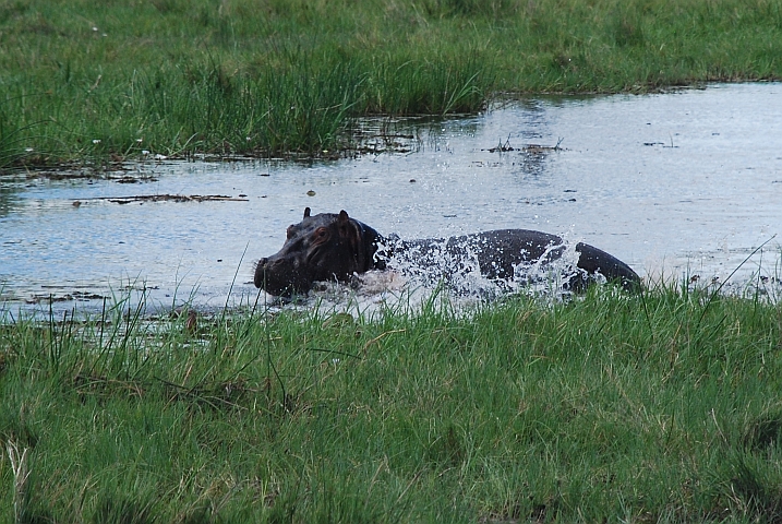 ... in den Khwai River