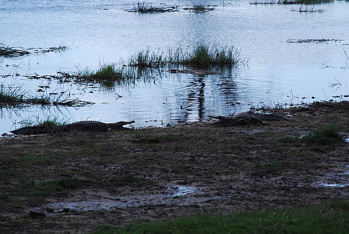 Zwei Krokodile: Wer die Schnauze zuerst schliesst hat verloren