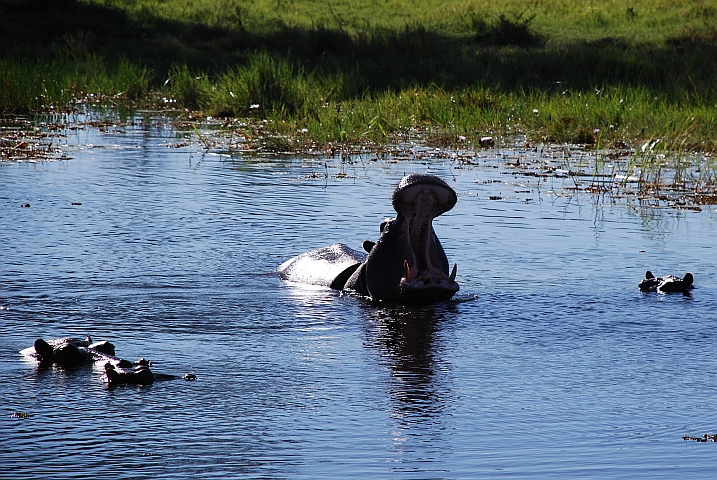 Wer kann das Maul weiter als ich...