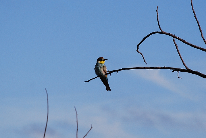 European Bee-eater (Europäischer Bienenfresser)