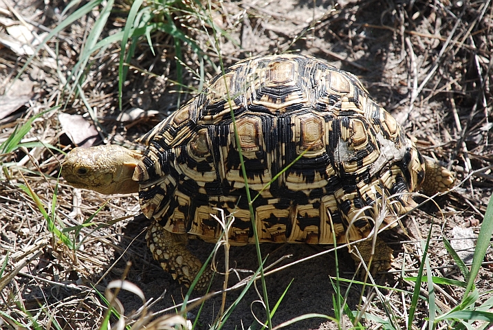... die Schildkröte eher gemächlich