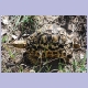 ... die Schildkröte eher gemächlich