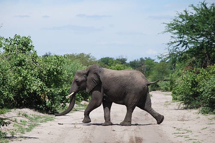 Ein Elefant quert die Piste im Norden der Savuti Sektion des Chobe Nationalparks