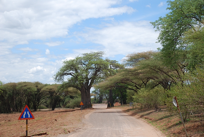 Baobabs werden nicht gefällt, da wird die Strasse einfach etwas schmaler