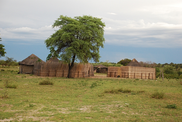Gehöft mit manikürtem Schilfzaun bei Sekondomboro am Okavango 