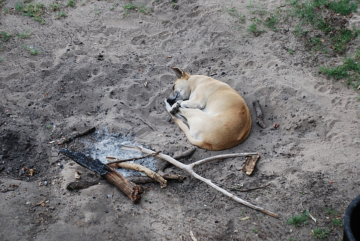 Unser Hunde-Nachtwächter in Seronga nach getaner Arbeit