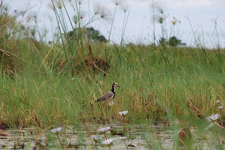 Long-toed Lapwing (Langzehenkiebitz)