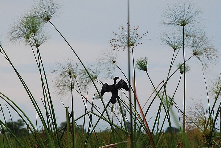 Ein Long-tailed Cormorant (Riedscharbe) trocknet seine Flügel