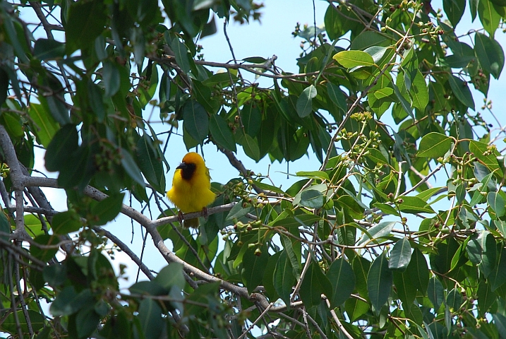 Southern Brown-throated Weaver (Braunkehlweber)