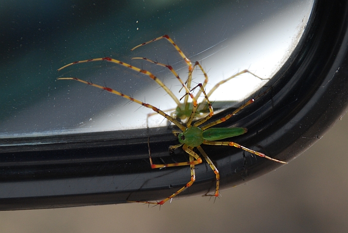 Kleine Spinne, die Obelix mit einem Aussenspiegel aufgelesen hat