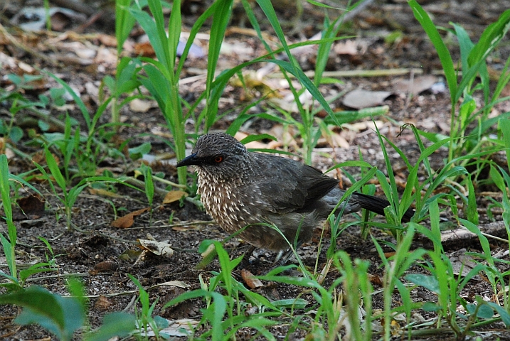 Arrow-marked Babbler (Braundrossling)