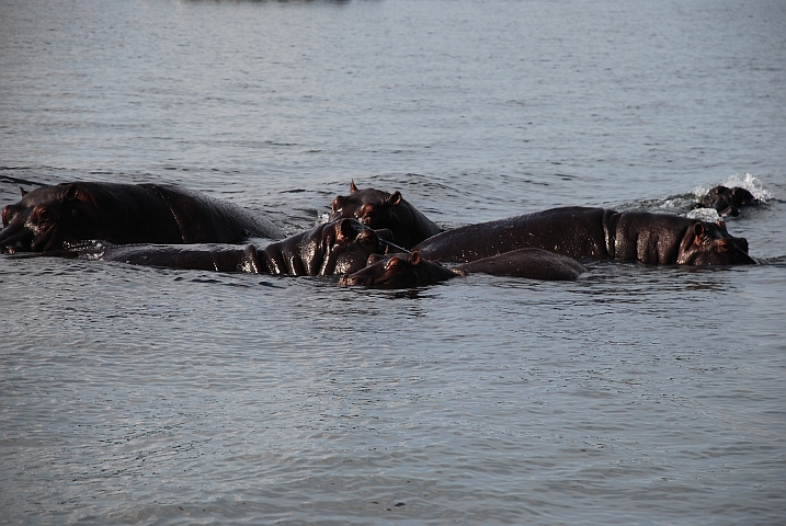 Flusspferde im Chobe River bei Kasane