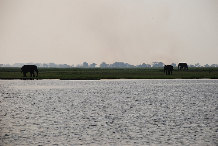 Elefanten am Chobe Fluss