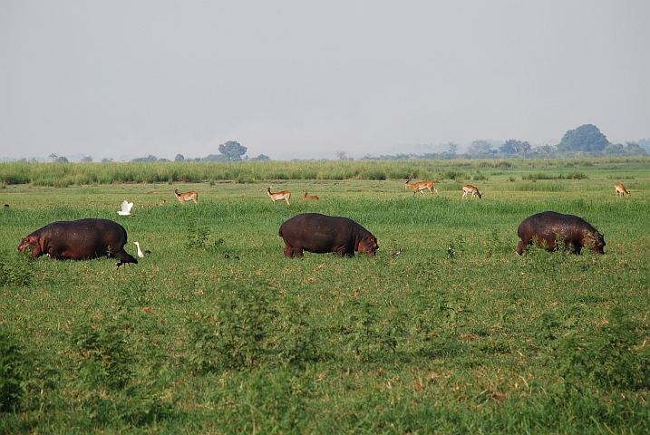 Flusspferde und Red Lechwe grasen auf den jetzt trocken liegenden Chobe Grasinseln