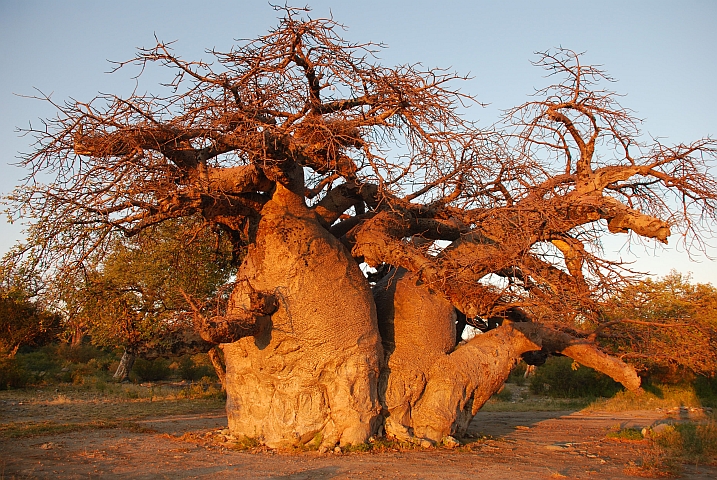 Baobab im Abendlicht auf Kubu Island