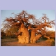 Baobab im Abendlicht auf Kubu Island
