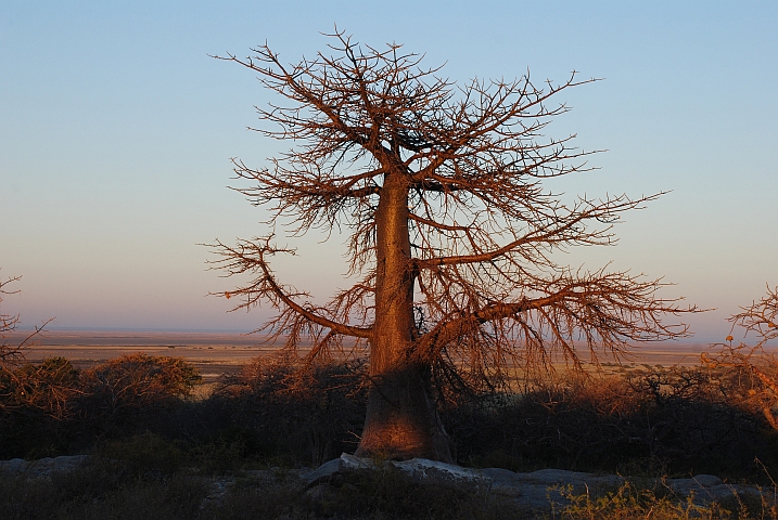Eher junger Baobab in den ersten Sonnenstrahlen auf Kubu Island