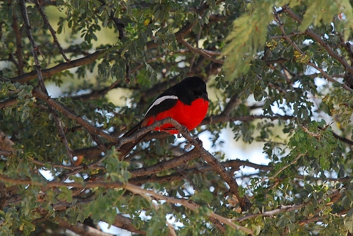 Crimson-breasted Gonolek (Rotbauchwürger)