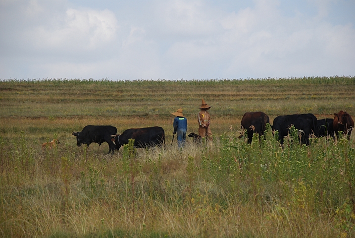 “Modern“ gekleidete Hirten bei Malealea