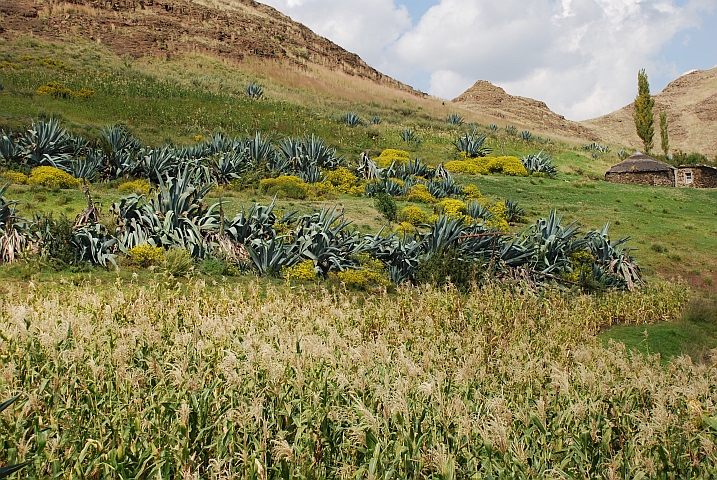 Garten am Gates of Paradise Pass
