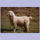 Angora-Ziege