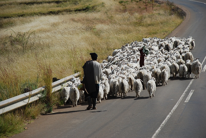 Eine Herde Angora-Ziegen unterwegs