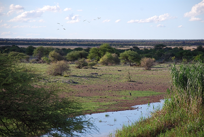 Das Wasserloch wird zur Zeit nur von Vögeln besucht
