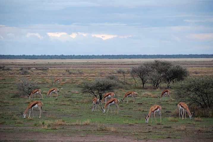 Springböcke (Springbok)