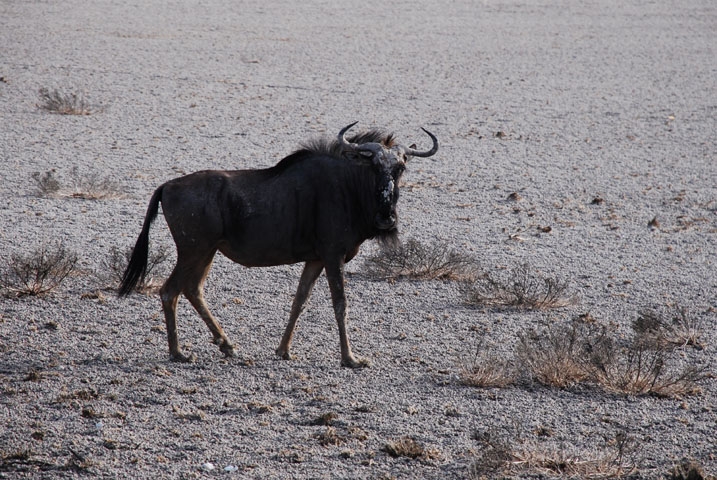 Gnu, frisch aus der Maske (Blue Wildebeest)