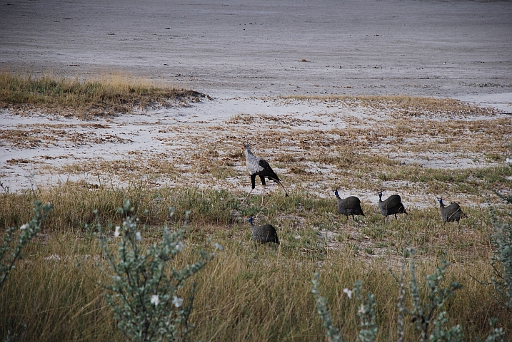 Secretarybird mit Helmeted Guineafowl im Schlepptau