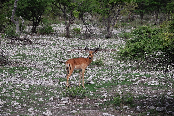 Black-faced Impala Bock