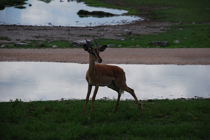 Junger Black-faced Impala Bock