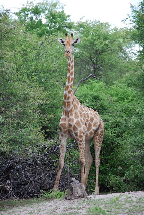 Giraffe