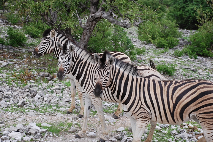 ALLE herschauen! ! (Drei Zebras in Reih und Glied, aber eines schaut nicht in die Kamera)