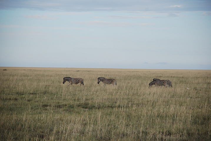 Zebras unterwegs in den Andoni Plain