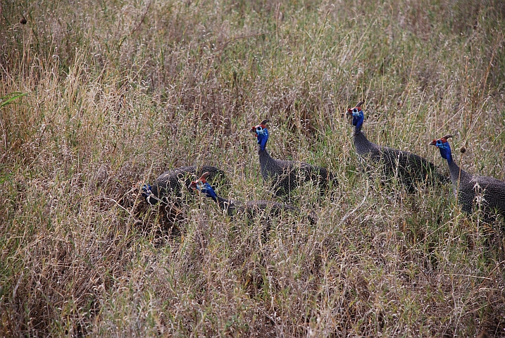 Helmeted Guineafowls (Helmperlhühner)