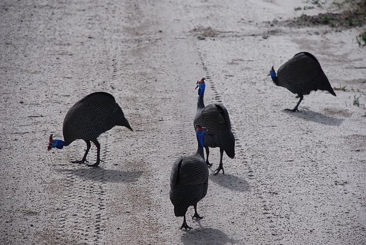 Vier Helmeted Gunieafowls hühnern wie üblich auf der Strasse rum