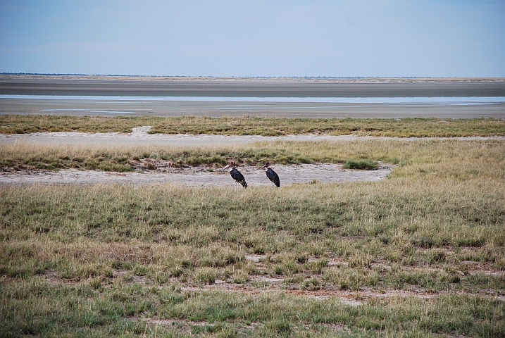 Zwei Marabus am Rande der Etosha-Pfanne