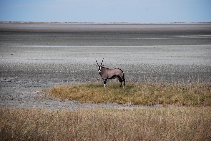 Oryx (Gemsbok)