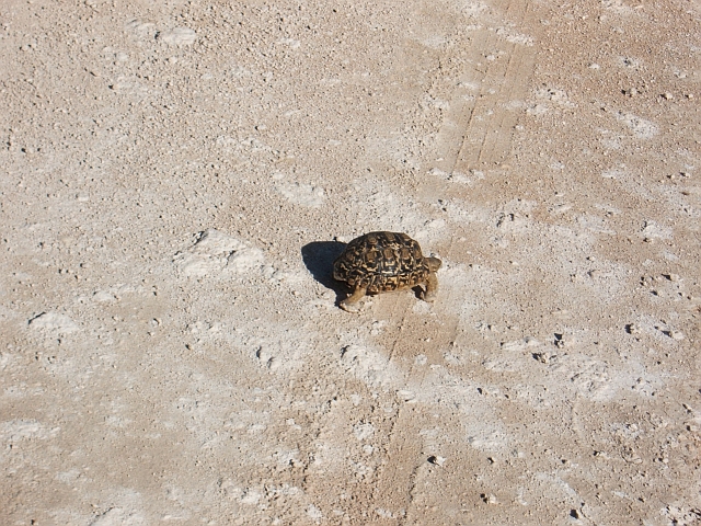 Schildkröte auf dem Eland-Drive