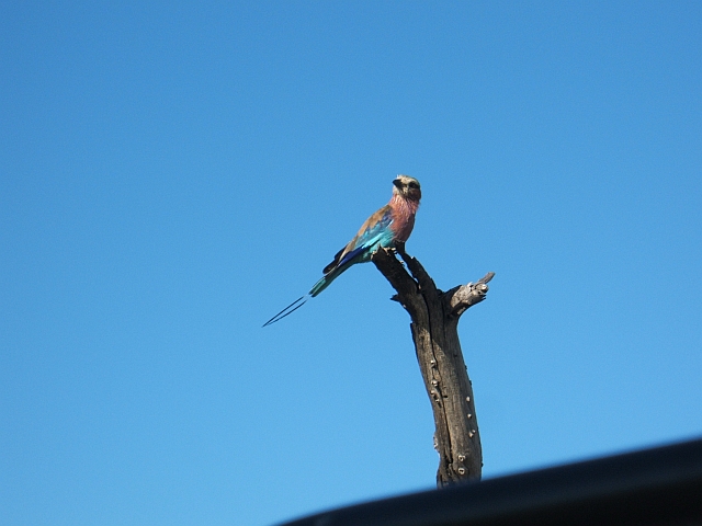 Lilac-breasted Roller