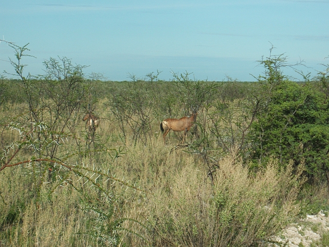 Zwei Red Hartebeest