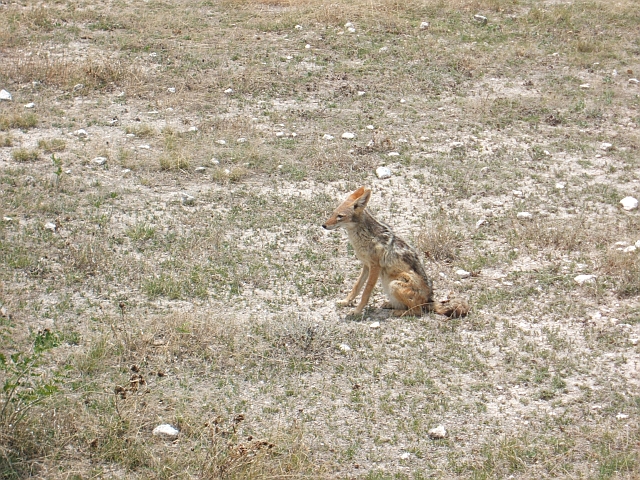 Sitzender Schwarzrückenschakal (Black-backed Jackal)