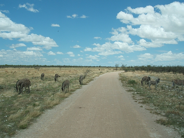 Etosha Nationalpark, Zebras und Springböcke beim äsen