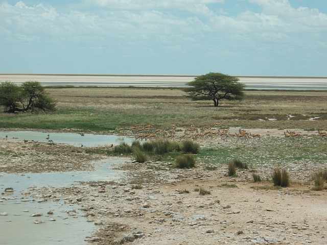 Springböcke am Salvadora-Wasserloch